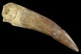 Fossil Plesiosaur (Zarafasaura) Tooth - Morocco #91299-1